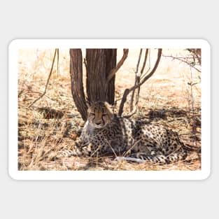 Cheetah under a tree Sticker